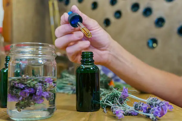 Lavender essential oil for mosquito repellent really works and here’s why